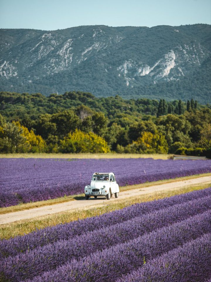 A small white car between lavender fields in Provence, France